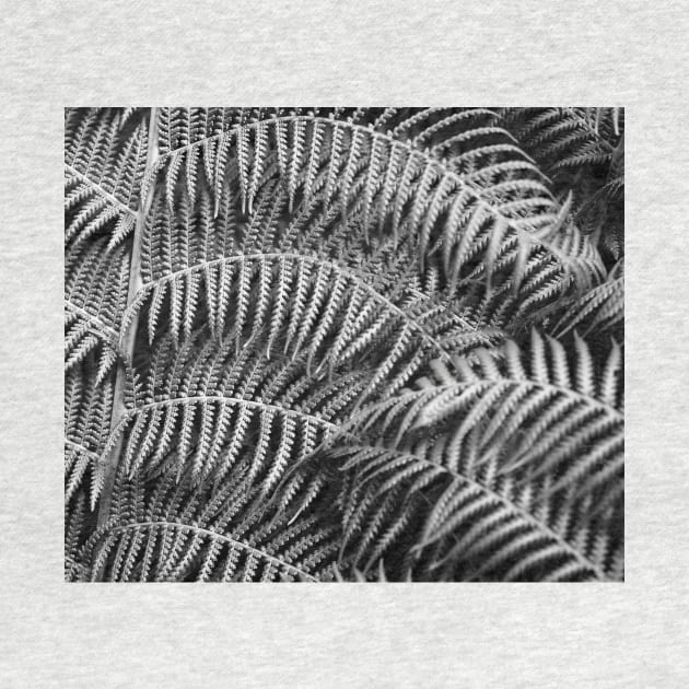 Wistful monochrome lush ferns by RoseAesthetic